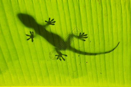 棕榈树叶上的棕榈丛林海洋荒野森林实验室国家蜥蜴叶子动物图片