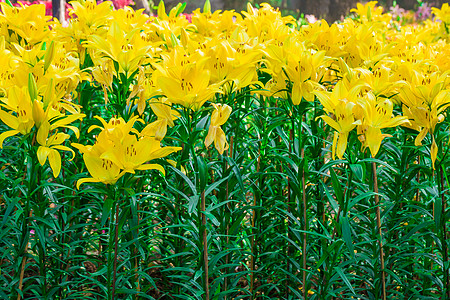 在花园里生长的黄花叶雌蕊花束百合植物群美丽季节性黄色花瓣植物图片