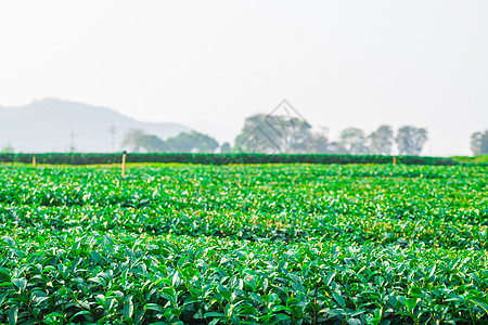 泰国清莱的茶叶种植农场田园风光活力旅游草地叶子森林茶树地平线图片