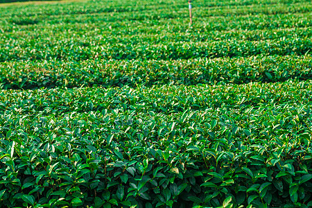 泰国清莱的茶叶种植养分梯田种植园草地地方叶子森林农场地平线生长图片