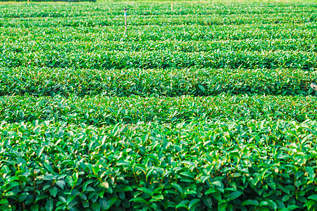 泰国清莱青翠绿茶园的美丽新绿茶种植园地平线风光植物饮食白茶灌溉茶树爬坡养分生长图片