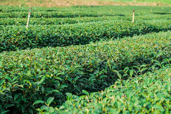 美丽新绿色茶叶种植园红茶目的地叶子农场地方植物旅游树木梯田灌溉图片