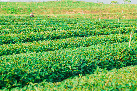 泰国清莱绿茶园 美丽新绿茶种植园植物乡村饮料远景爬坡生长风景煎茶农村阳台背景图片