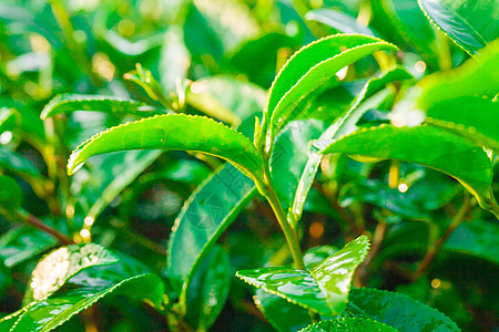 绿茶芽和新鲜叶子阳光农场宏观种植园生长农田热带草本植物场景财产图片