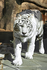 白虎荒野动物园白色毛皮野生动物哺乳动物捕食者黑色食肉胡须图片