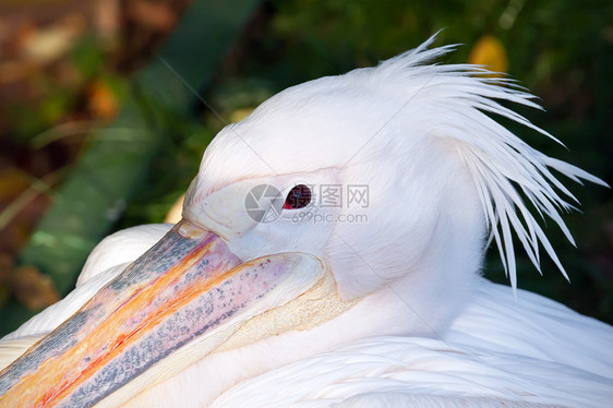 佩利卡动物园热带粉色航班野生动物白色动物眼睛动物群羽毛图片