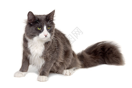 坐在清白白背景上的灰猫猫科动物宠物动物猫咪灰色白色图片