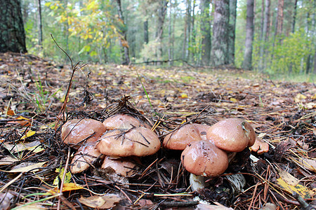 苏利勒斯的美味蘑菇菌类空气羊群森林土地叶子公园山毛榉苔藓季节图片