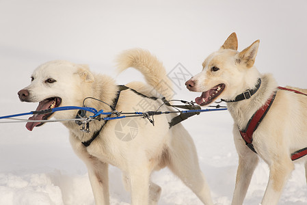 滑雪狗下雪季节皮带小狗马具白色跑步图片