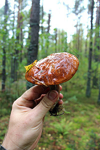 手握着博利特斯的美丽蘑菇荒野奶油食物生长森林木头棕色板栗绿色苔藓图片