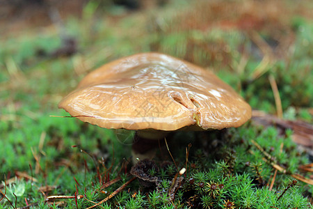 苏利勒斯的美味蘑菇公园植物空气成长叶子灌木丛纠纷土地衬套绿色植物图片