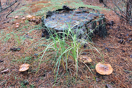 苏利勒斯的美味蘑菇季节衬套木头苔藓成长纠纷菌类植物灌木丛实体图片