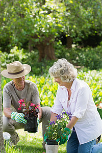参与园艺的夫妇男人头发夫妻土地植物爱好手套盆栽花园人员图片