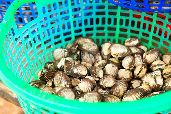 桶里装着火海洋居住销售展示贝类美食扇贝壳类蛤蜊贝壳图片
