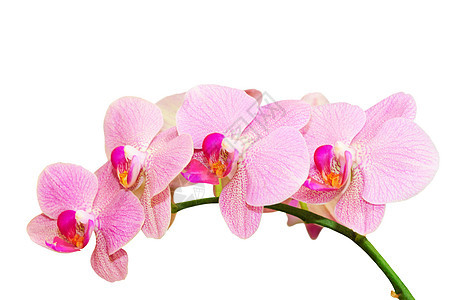 春季粉红色斑点兰花的罗马纯度分支图片