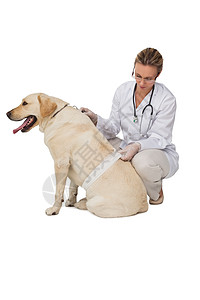 漂亮的兽医带状黄拉布拉多狗图片