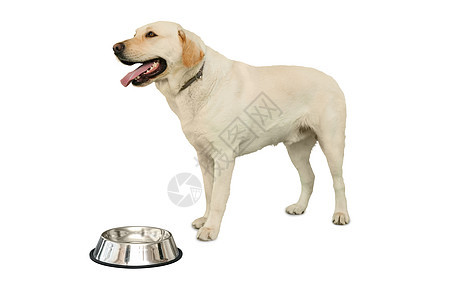 站在水碗旁的可爱拉布拉多犬图片
