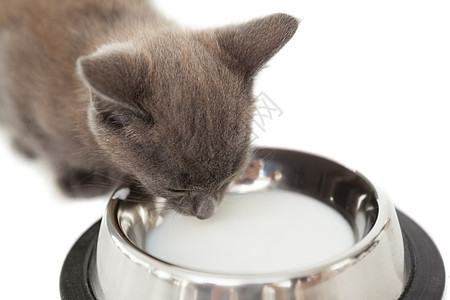 灰猫在碗里喝牛奶图片