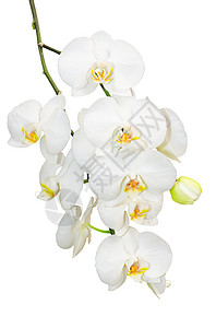 白色浪漫兰花花的美丽的金刚丽枝背景图片
