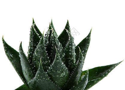 Aloe 阴阳草本皮肤绿色生长医疗草本植物植物白色果汁药品图片