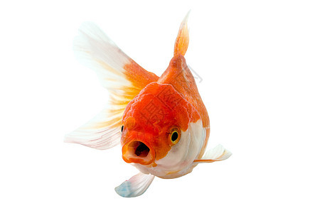 金鱼 白鱼的孤立家庭生活影棚剪裁橙子尾鳍游泳运动水平小路商业图片