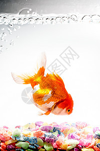 金鱼 白鱼的孤立尾鳍白色金子商业运动宠物家畜橙子鱼缸影棚图片