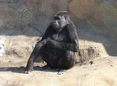 大猩猩动物园动物哺乳动物丛林男性灵长类国王野生动物黑色力量图片