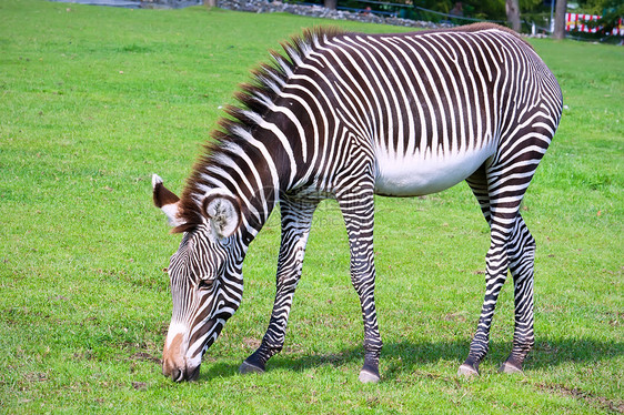 斑马生物动物园白色公园条纹动物群荒野食草哺乳动物动物图片