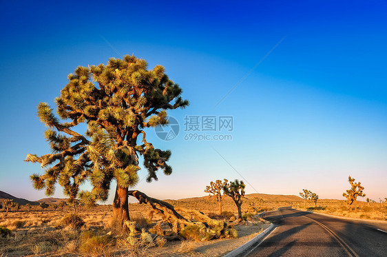 日落前的乔舒亚树和沙漠道路图片