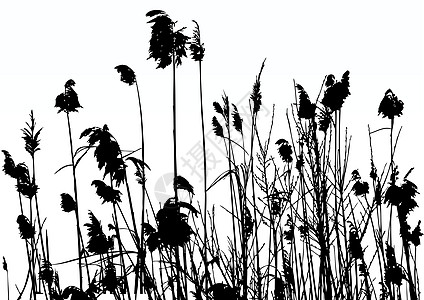 里德 Reeds衬套叶子植物植物学黑色白色芦苇图片