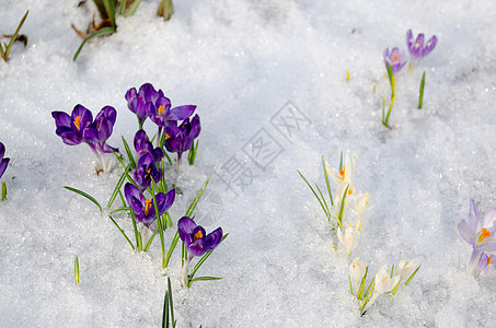 花园冰雪上小紫罗兰图片