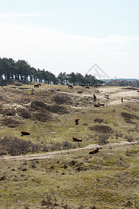 荷兰荷兰苏伊德毛皮喇叭奶牛头发荒野场地反射银行口渴动物图片