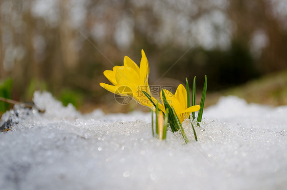 太阳下雪后 黄色的精细青绿从日积雪中升起图片