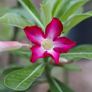 沙漠自然生长花瓣百合植物热带植物群花束玫瑰园艺花园植物学图片