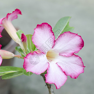 沙漠自然生长花店花束园艺公园植物忧郁花园叶子植物群植物学图片