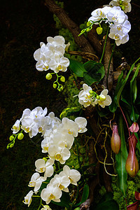 兰花热带紫色荒野花瓣叶子工作室美丽花园植物植物群图片