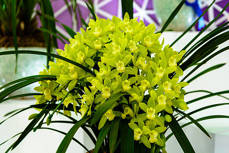 兰花植物叶子热带植物学工作室荒野花园美丽紫色花瓣图片