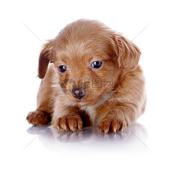 一只装饰小狗狗的小狗狗图片