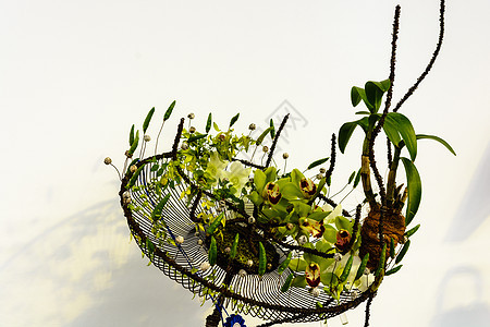 兰花花瓣美丽花园植物学叶子工作室紫色热带植物群荒野图片