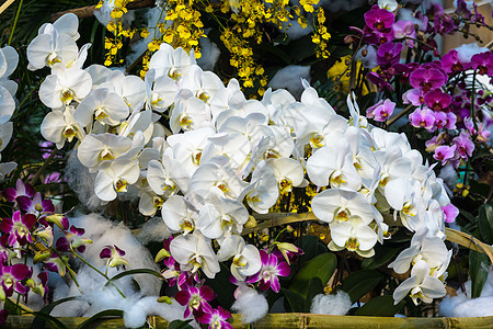 兰花花瓣热带花园工作室叶子紫色荒野植物美丽植物学图片