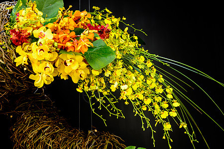 兰花工作室叶子荒野植物植物群植物学热带美丽花瓣花园图片