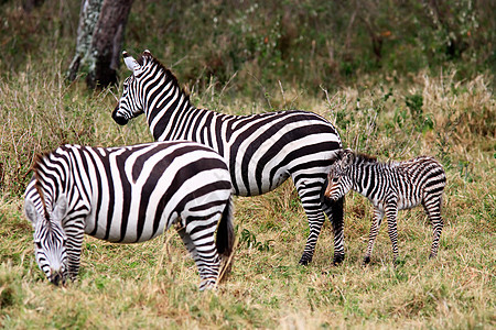 Grevy的储备肯尼亚非洲动物哺乳动物大草原马属旅行少年野生动物马类图片