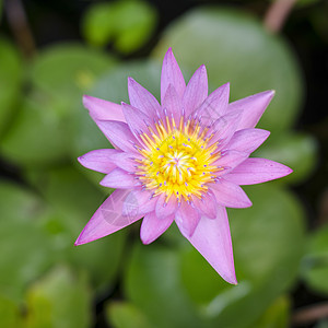 池塘中的粉莲花植物蓝色树叶植物群叶子季节情调水池紫色热带图片