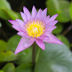 池塘中的粉色莲花植物植物群蓝色植物学公园情调花园季节异国叶子图片