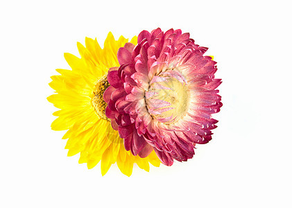 孤立的黄色粉色花朵生长花园植物群季节美丽植物植物学宏观礼物白色图片