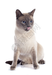 siamesa 猫眼睛舌头宠物动物蓝色灰色猫科动物工作室图片