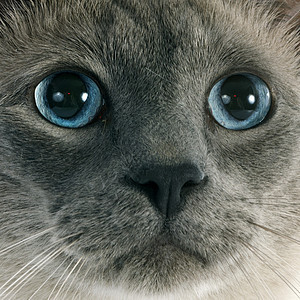 siamesa 猫动物宠物工作室灰色猫科动物蓝色眼睛图片