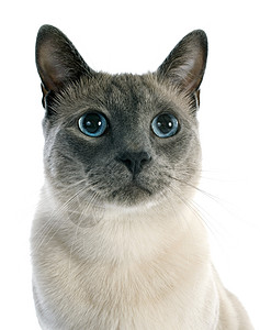siamesa 猫工作室猫科动物眼睛蓝色宠物动物灰色图片