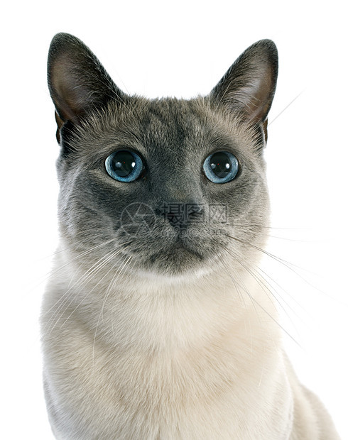 siamesa 猫工作室猫科动物眼睛蓝色宠物动物灰色图片