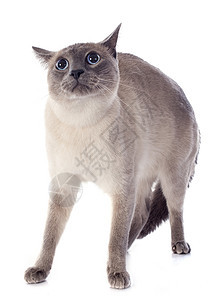 siamesa 猫灰色眼睛蓝色宠物动物愤怒猫科动物工作室图片